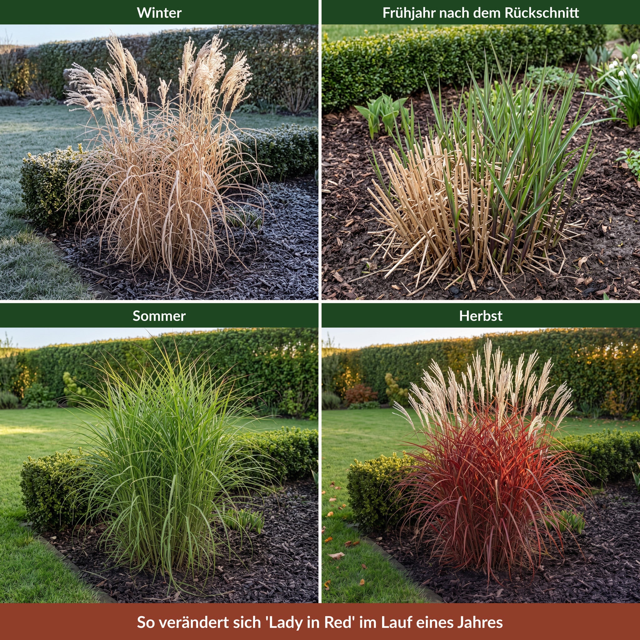 Miscanthus sinensis 'Lady in Red' im Jahreslauf, vier Aufnahmen: Winter mit strohfarbenem Halmgerüst, Frühjahr nach dem Rückschnitt, grüner Sommer, rot ausgefärbter Herbst