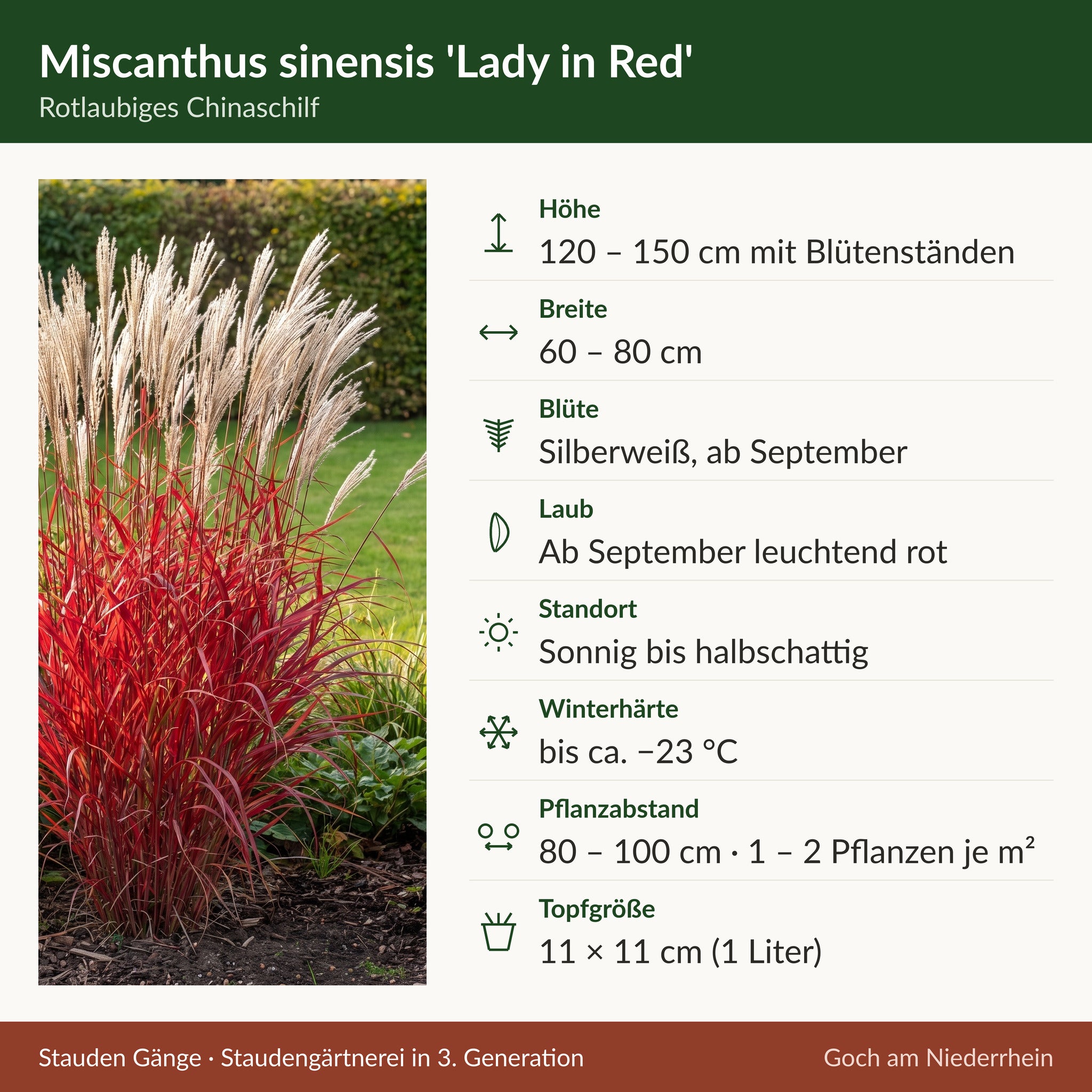 Steckbrief Miscanthus sinensis 'Lady in Red': Höhe 120–150 cm mit Blütenständen, Breite 60–80 cm, Blüte silberweiß ab September, Laub ab September leuchtend rot, sonnig bis halbschattig, winterhart bis ca. −23 °C, Pflanzabstand 80–100 cm, Topfgröße 11 × 11 cm