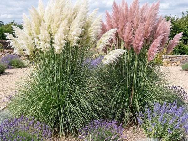 Im Kiesgarten zwischen Lavendel, Perovskia und Blauschwingel