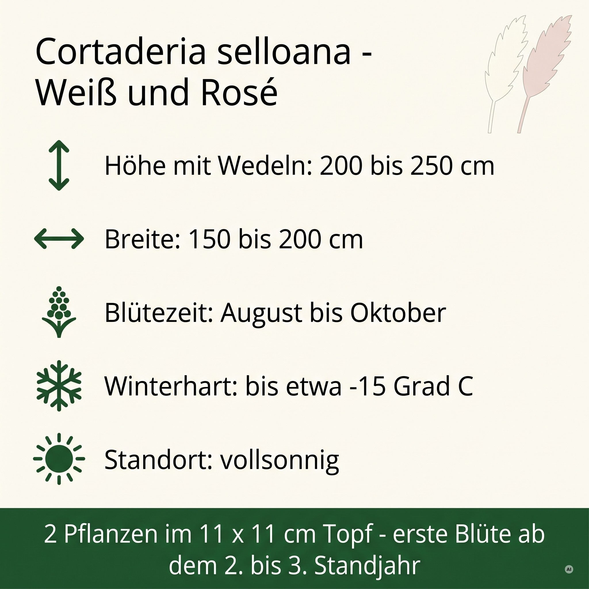 Steckbrief: 200 bis 250 cm hoch, 150 bis 200 cm breit, Bl&uuml;te August bis Oktober, winterhart bis etwa minus 15 Grad, vollsonnig