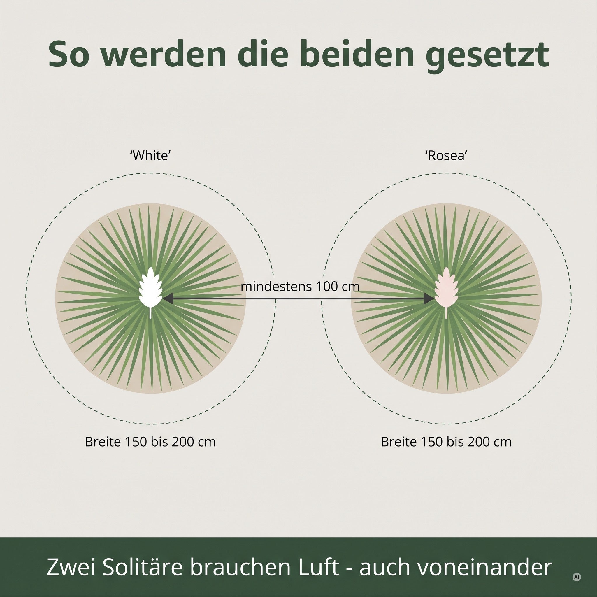 Pflanzplan: mindestens 100 cm Abstand zwischen den beiden Pflanzen, je 150 bis 200 cm Breite