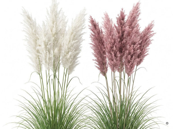 Das Set aus weißem und rosa Pampasgras, freigestellt