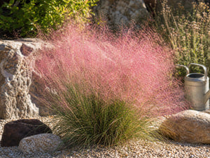 Trockenheitstolerantes Rosa Haargras