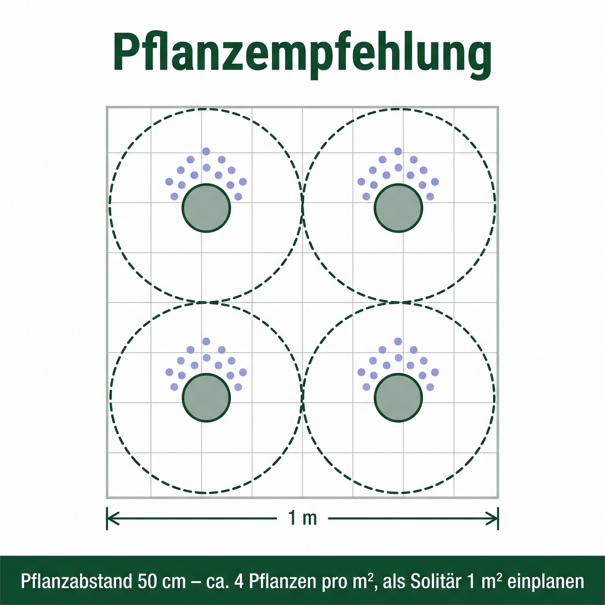 Pflanzempfehlung: 50 cm Pflanzabstand, etwa 4 Pflanzen pro Quadratmeter