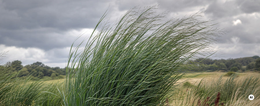 Halme der Rutenhirse 'Northwind' biegen sich im Wind, ohne zu knicken