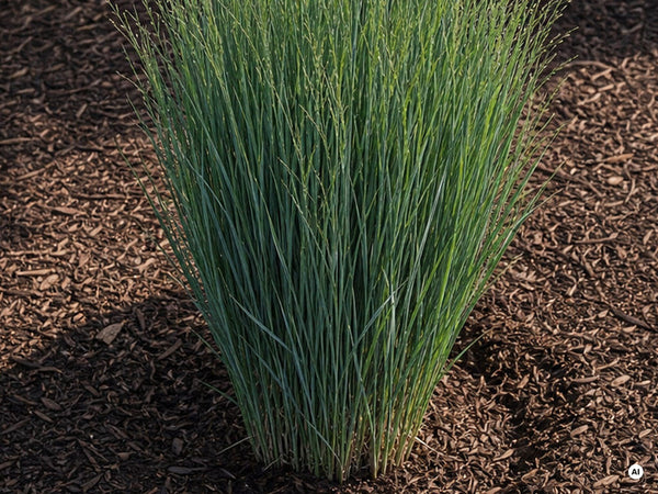Rutenhirse 'Northwind' als horstbildendes Ziergras im Sortenvergleich