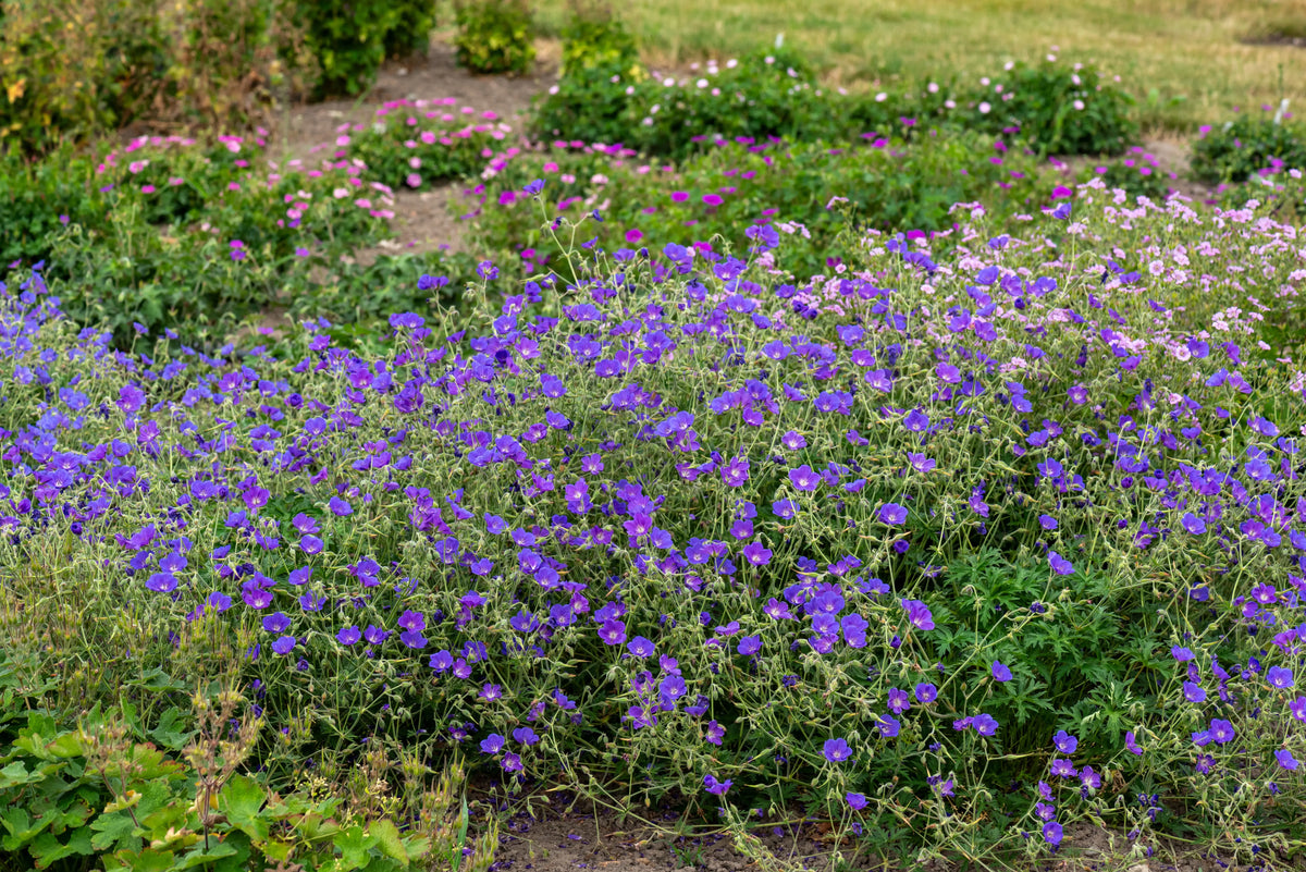 Blaue Blühstaude Geranium pratense 'Orion' vom Gartenpflanzenhersteller Stauden Gänge, detailreiche Nahaufnahme