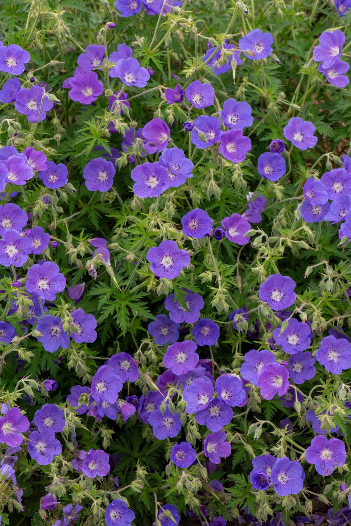 Blaue Staude Geranium pratense 'Orion' vom Stauden Gänge, blühende Pflanze mit zarten Blüten, ideale Gartenstaude