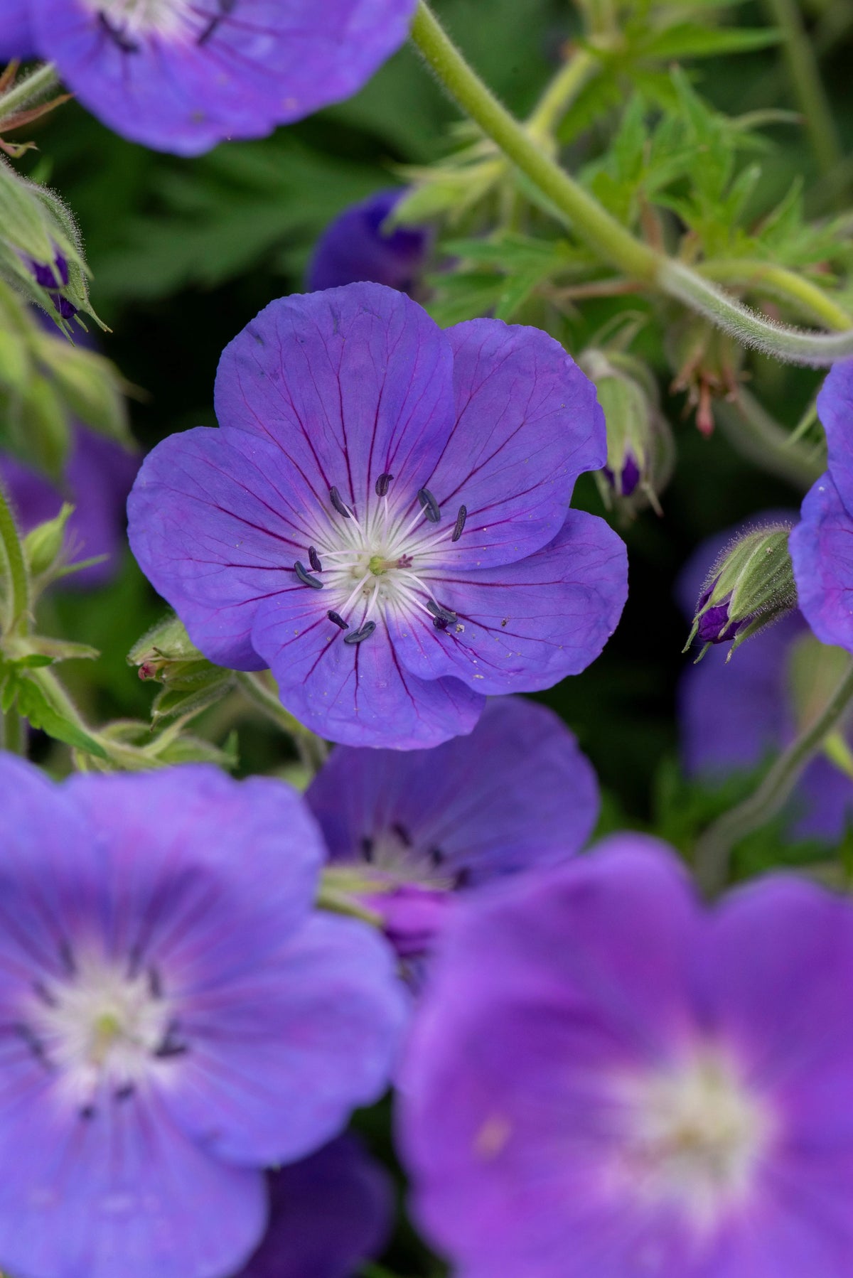 Blaue Blume der Staude Geranium pratense 'Orion' / Blauer Storchschnabel, blühende Staude von Stauden Gänge.