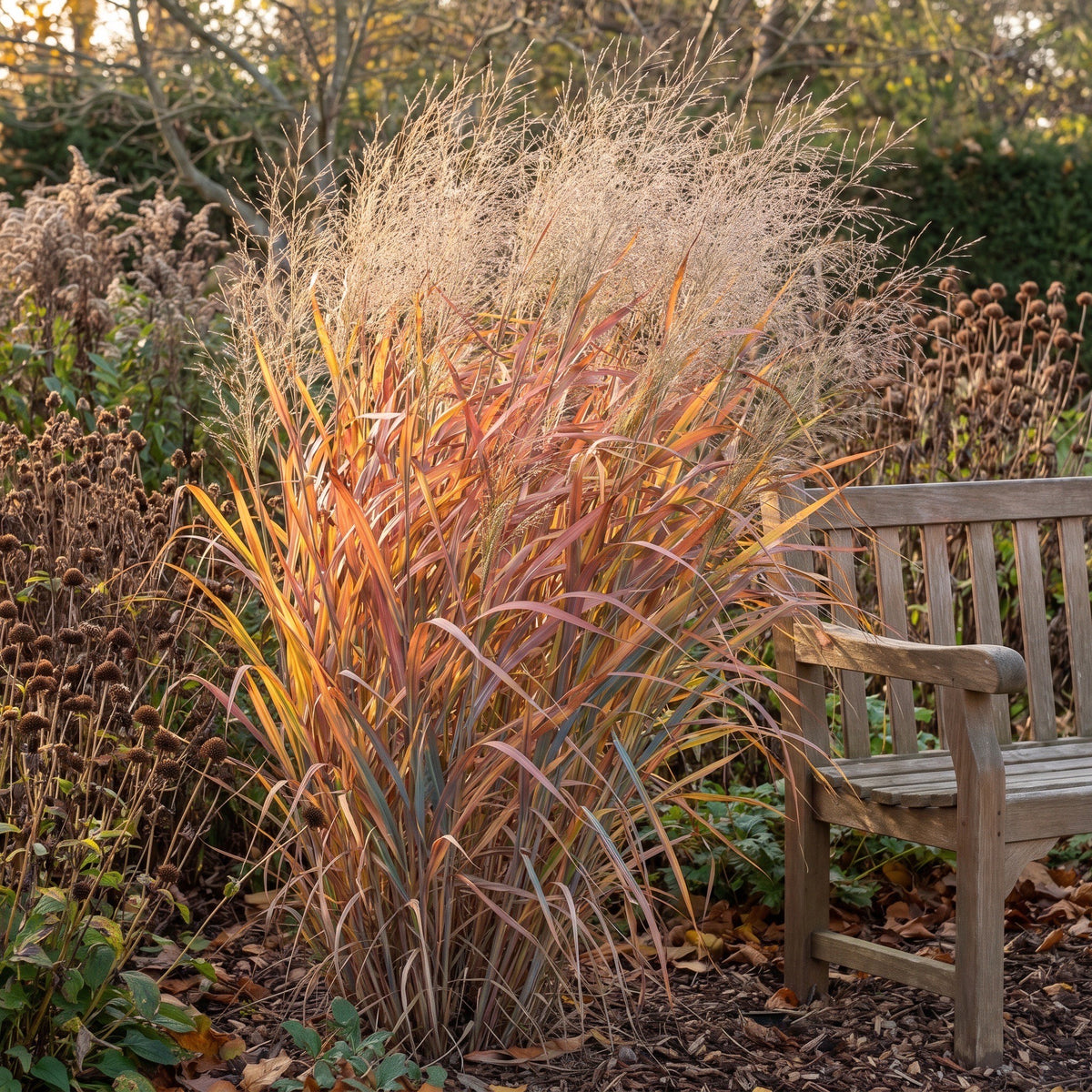 Rutenhirse 'Dallas Blues' im Oktober mit goldgelber bis kupferfarbener Herbstfärbung