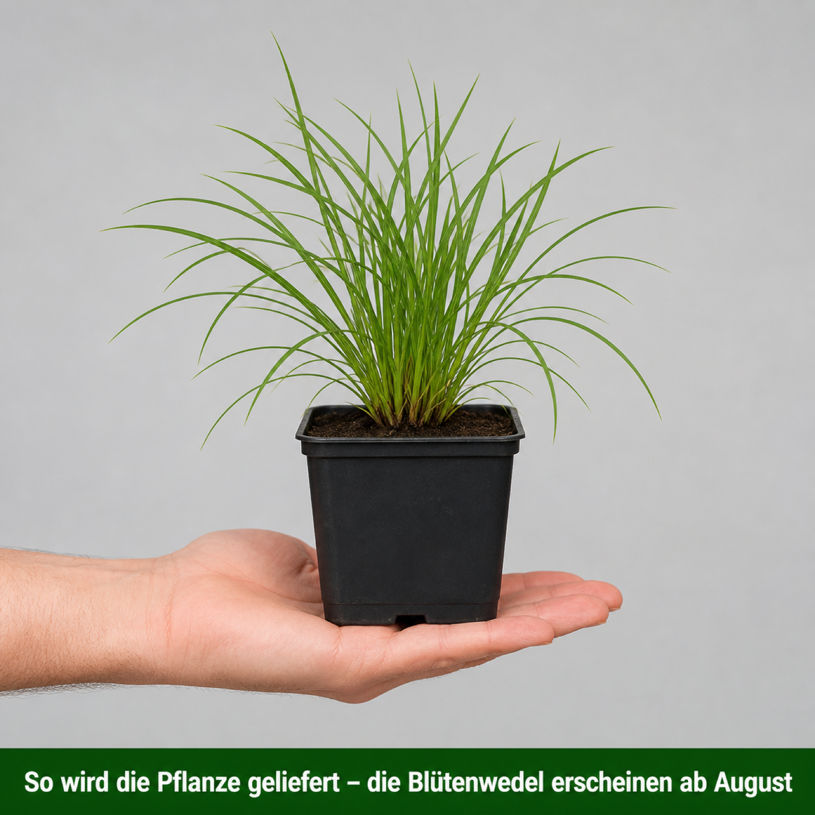 Lieferzustand des Pennisetum alopecuroides im 11 x 11 cm Topf