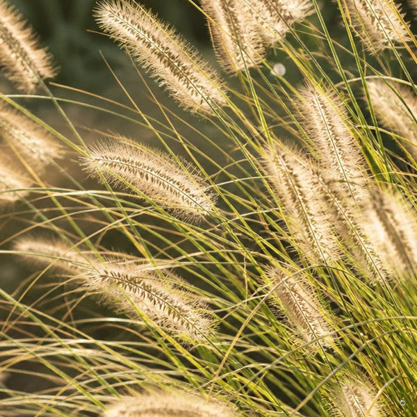 Weiche Flaschenbürsten-Ähren des Lampenputzergrases aus der Nähe