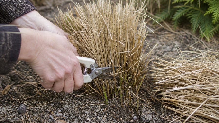 Rückschnitt des Lampenputzergrases im Frühjahr eine Handbreit über dem Boden