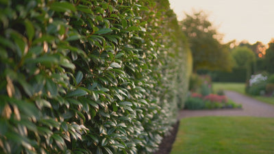 Geschnittene Hecke in einem gepflegten Garten, Kamerafahrt entlang der Hecke