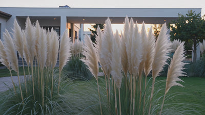 Video: Weißes Pampasgras Cortaderia selloana 'White' von Stauden Gänge – silberweiße Federwedel über dem grünen Blattbrunnen im Garten.