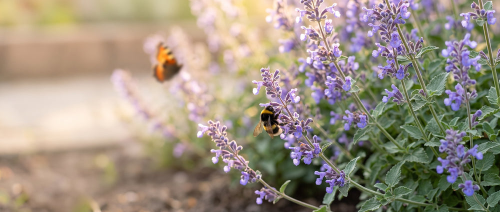 Hummel und Schmetterling an den Blütenständen der Katzenminze