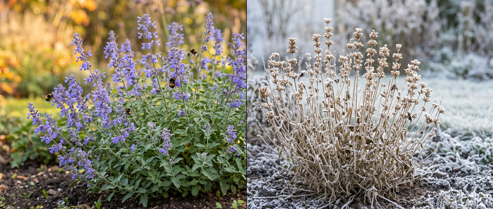Katzenminze im Herbst in Blüte und im Winter mit Raureif an den stehen gelassenen Stängeln