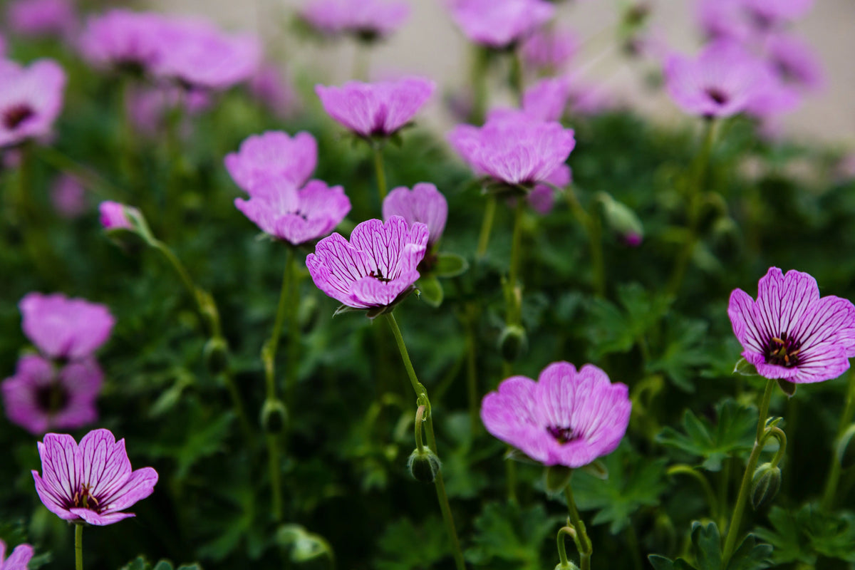 Geranium cinereum 'Lawrence Flatman', aschgraue Staude mit zarten Blüten, wächst in einem Garten, von Stauden Gänge.