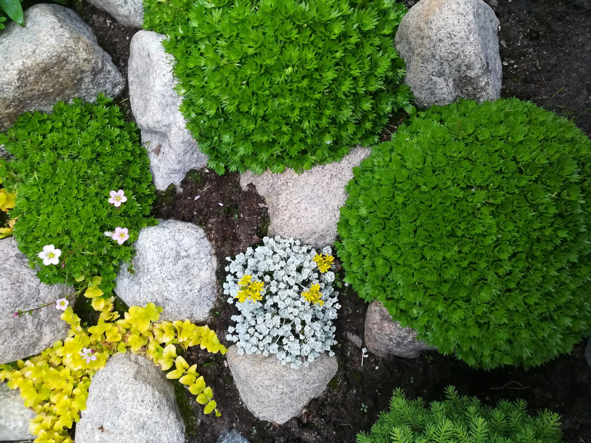 Weißer Staude der Saxifraga x arendsii 'Ice Colours Pearl White' mit zarten weißen Blüten, Stauden Gänge, Nahaufnahme