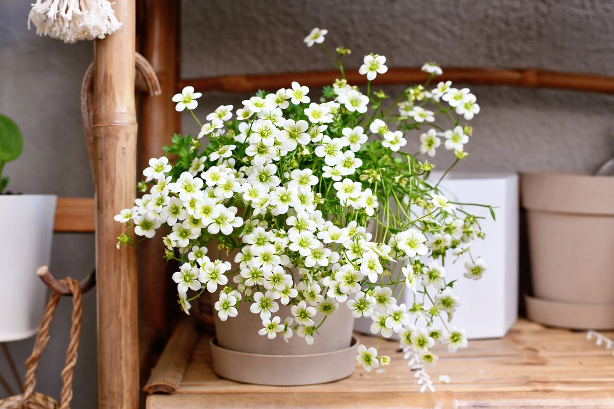 Weiße Staude Saxifraga x arendsii 'Ice Colours Pearl White' mit grünen Blättern, natürliche Pflanze, Stauden Gänge.