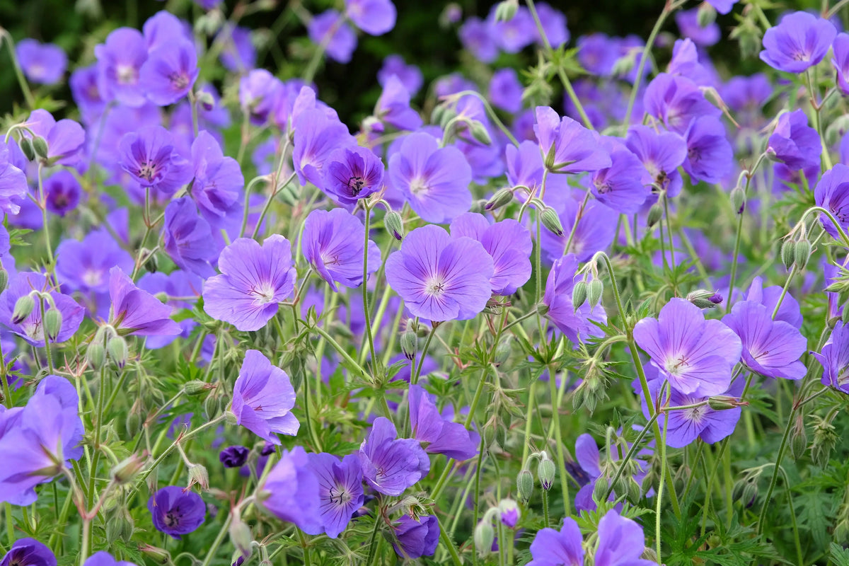 Blaue Staude Geranium pratense 'Orion' vom Stauden Gänge, blühende Pflanze mit grünen Blättern und rosa-weißen Blüten.