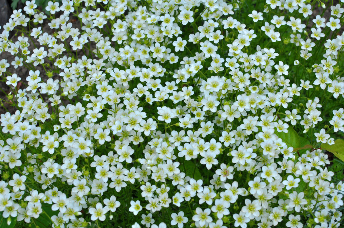 Weiße Staude Saxifraga x arendsii 'Ice Colours Pearl White' in Blumenkübel, zeigt zarte Blüten und grüne Blätter.