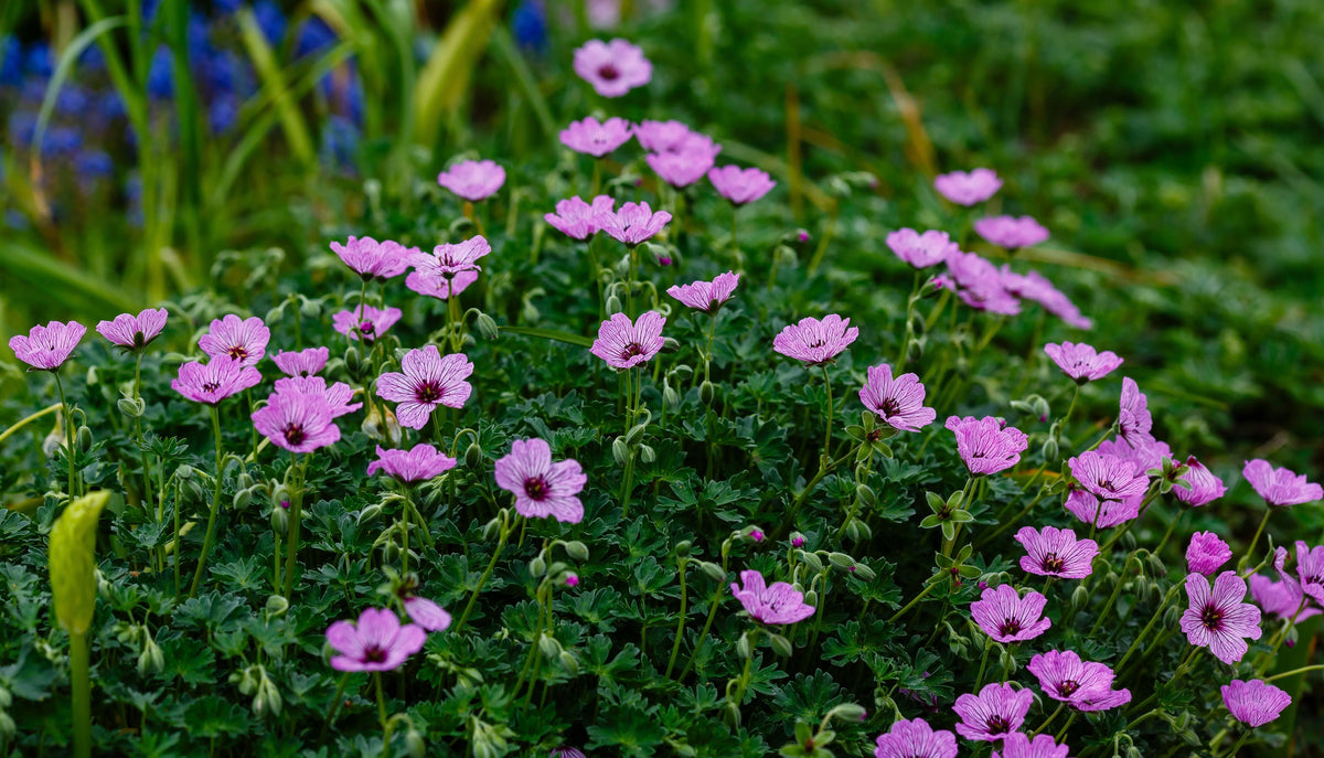 Aschgrauer Storchschnabel Geranium cinereum 'Lawrence Flatman', Staude mit silbernen Blättern und rosa Blüten, Stauden Gänge