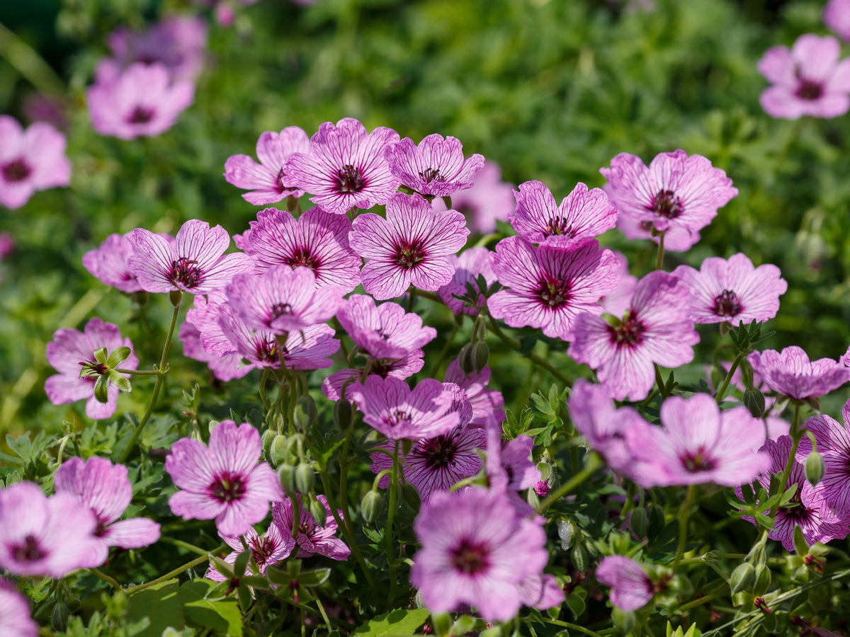 Aschgrauer Storchschnabel Geranium cinereum 'Lawrence Flatman' Staude mit silbernen Blättern und blauen Blüten, Stauden Gänge