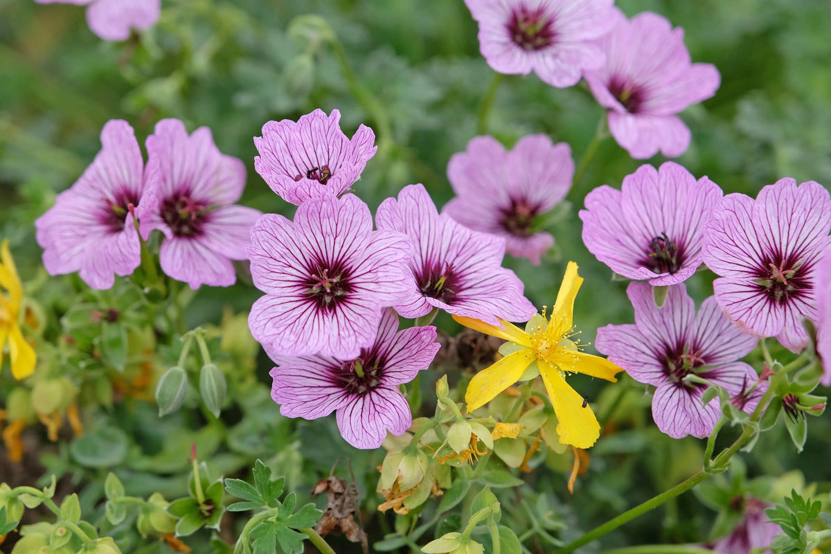 Aschgrauer Storchschnabel Geranium cinereum 'Lawrence Flatman' Staude mit bläulich-silbrigen Blättern und pinken Blüten.