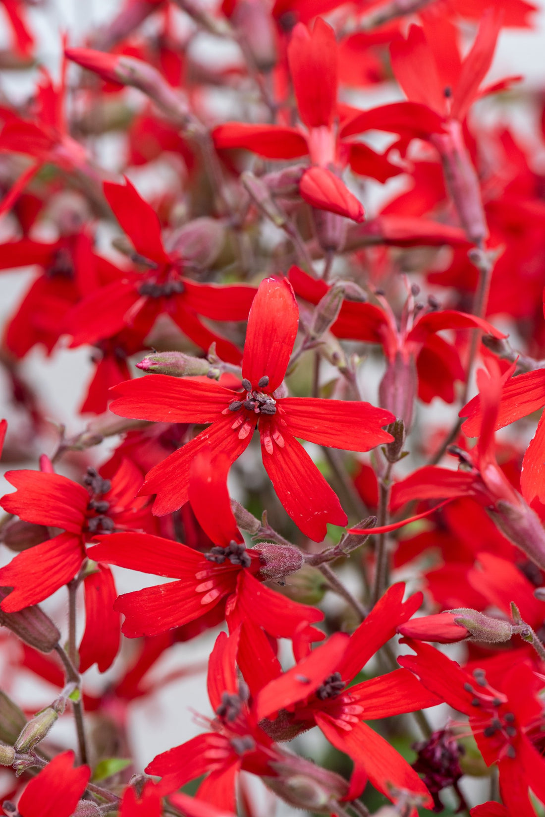 Nahaufnahme der scharlachroten Sternblüten von Silene virginica ‚Burning Heart‘ Feuernelke mit fünf gekerbten Kronblättern, von Stauden Gänge.