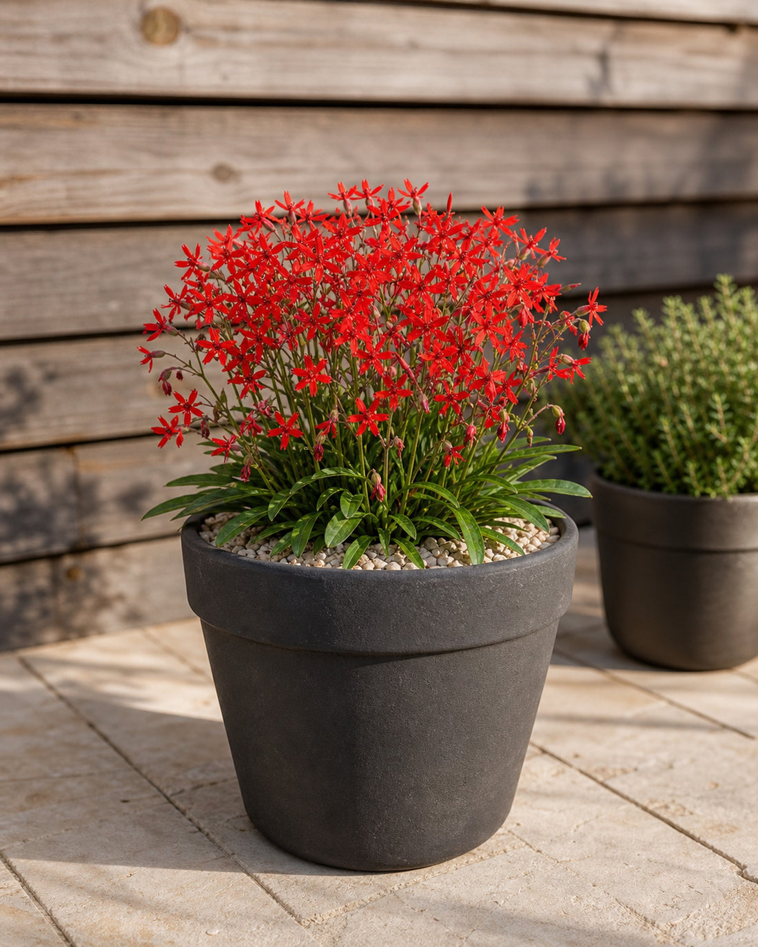 Silene virginica ‚Burning Heart' Feuernelke als Solitär im anthrazitfarbenen Kübel auf der Terrasse, von Stauden Gänge.