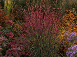 Herbstbeet in Rot-Orange-Tönen, Squaw als leuchtendes Zentrum