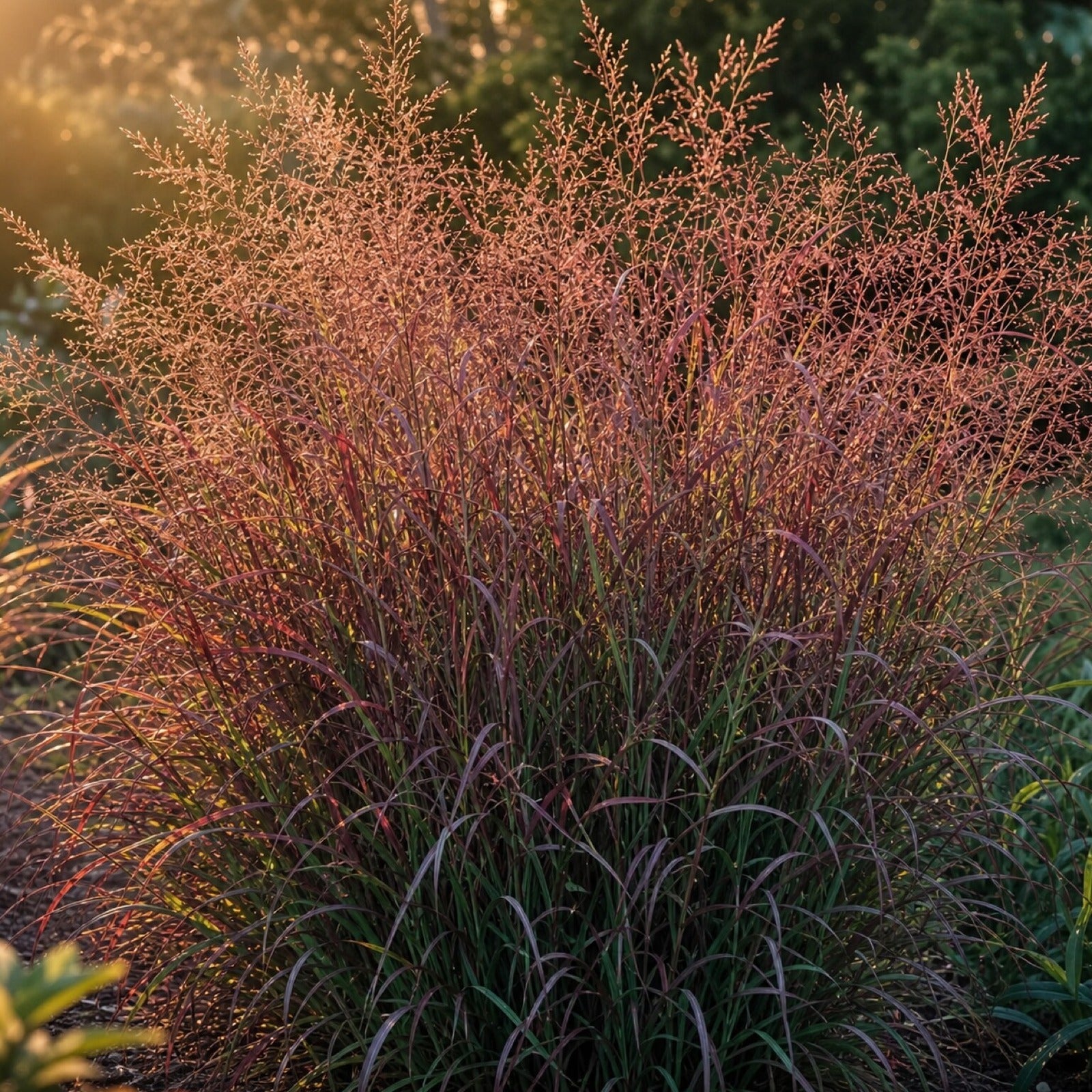Panicum virgatum 'Squaw' im Gegenlicht: kupferrot leuchtender Rispenschleier über dem Horst