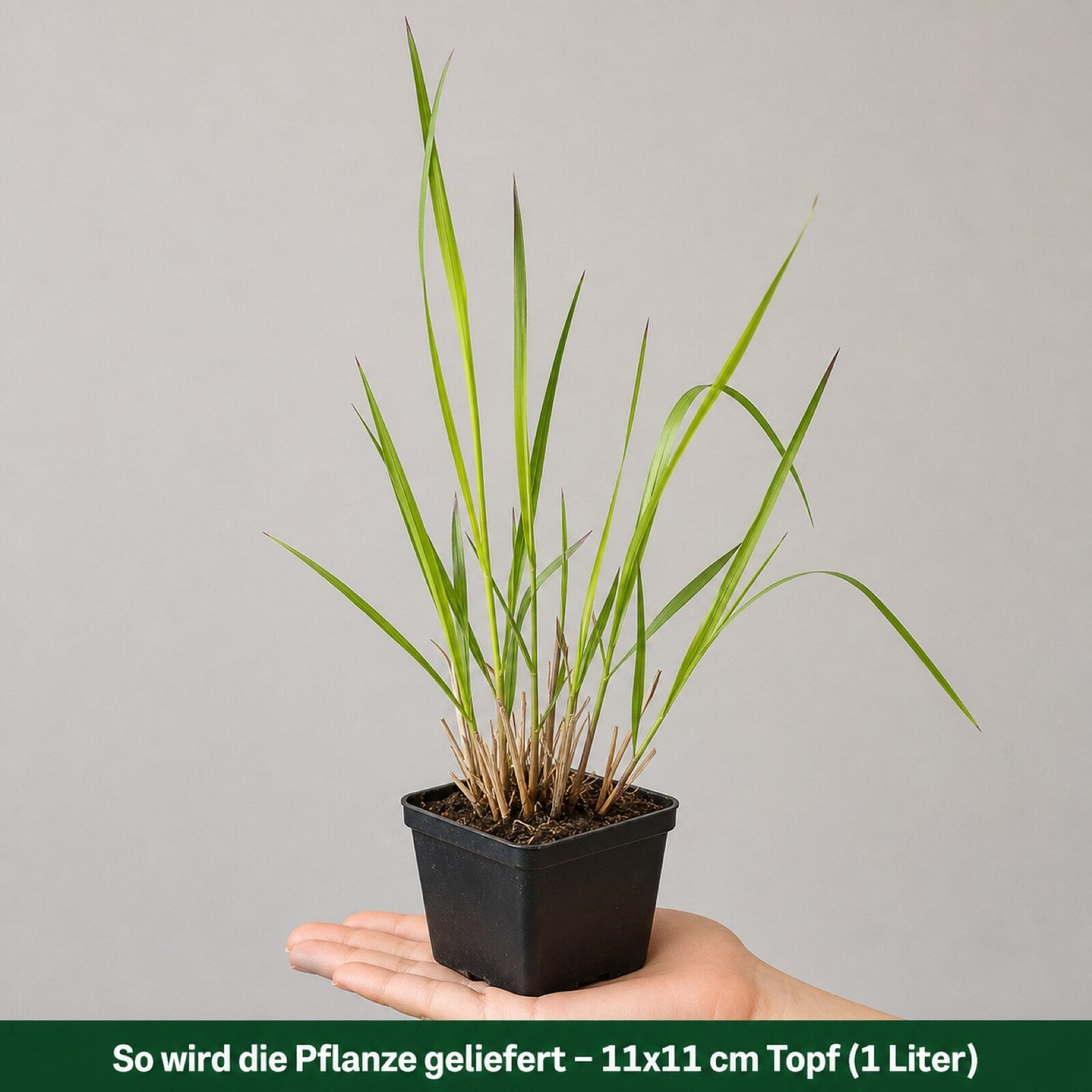 Lieferzustand: Panicum virgatum 'Squaw' im 11x11 cm Topf (1 Liter)