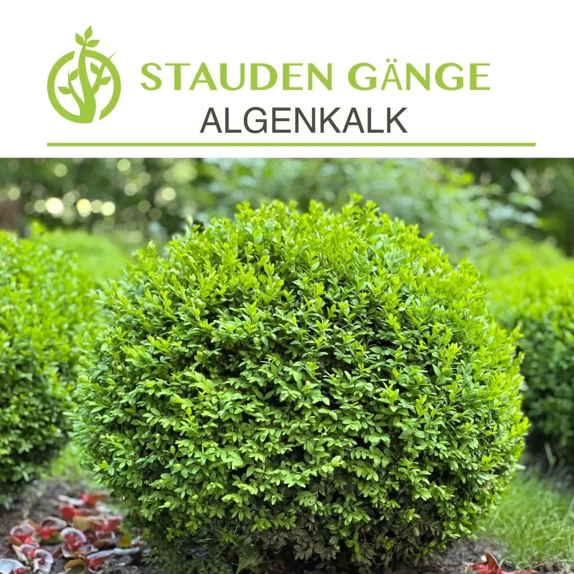 Stauden Gänge Algenkalk Pulver 1kg im Eimer, reines Meeresalgenkalk für Pflanzenpflege, grüne, pulverförmige Substanz