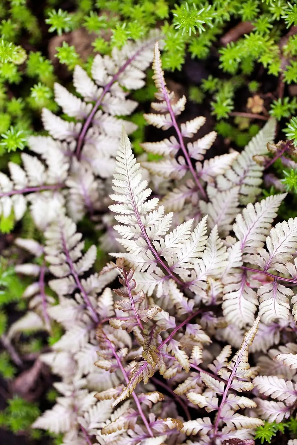 Regenbogenfarn Athyrium niponicum ‚Burgundy Lace‘ von Stauden Gänge, grüne und burgunderfarbene Farnblätter, natürliche Pflanzenaufnahme