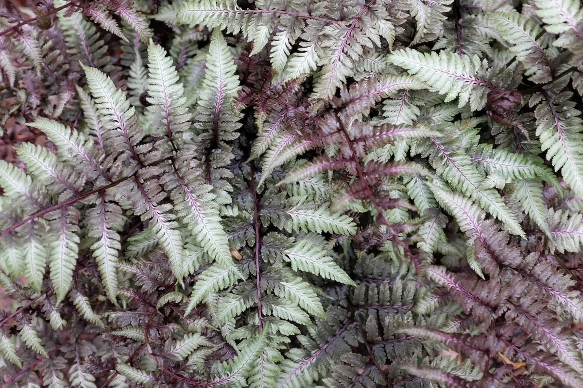 Regenbogenfarn Athyrium niponicum ‚Burgundy Lace‘ von Stauden Gänge, grüne Blätter mit roten und silbrigen Mustern.