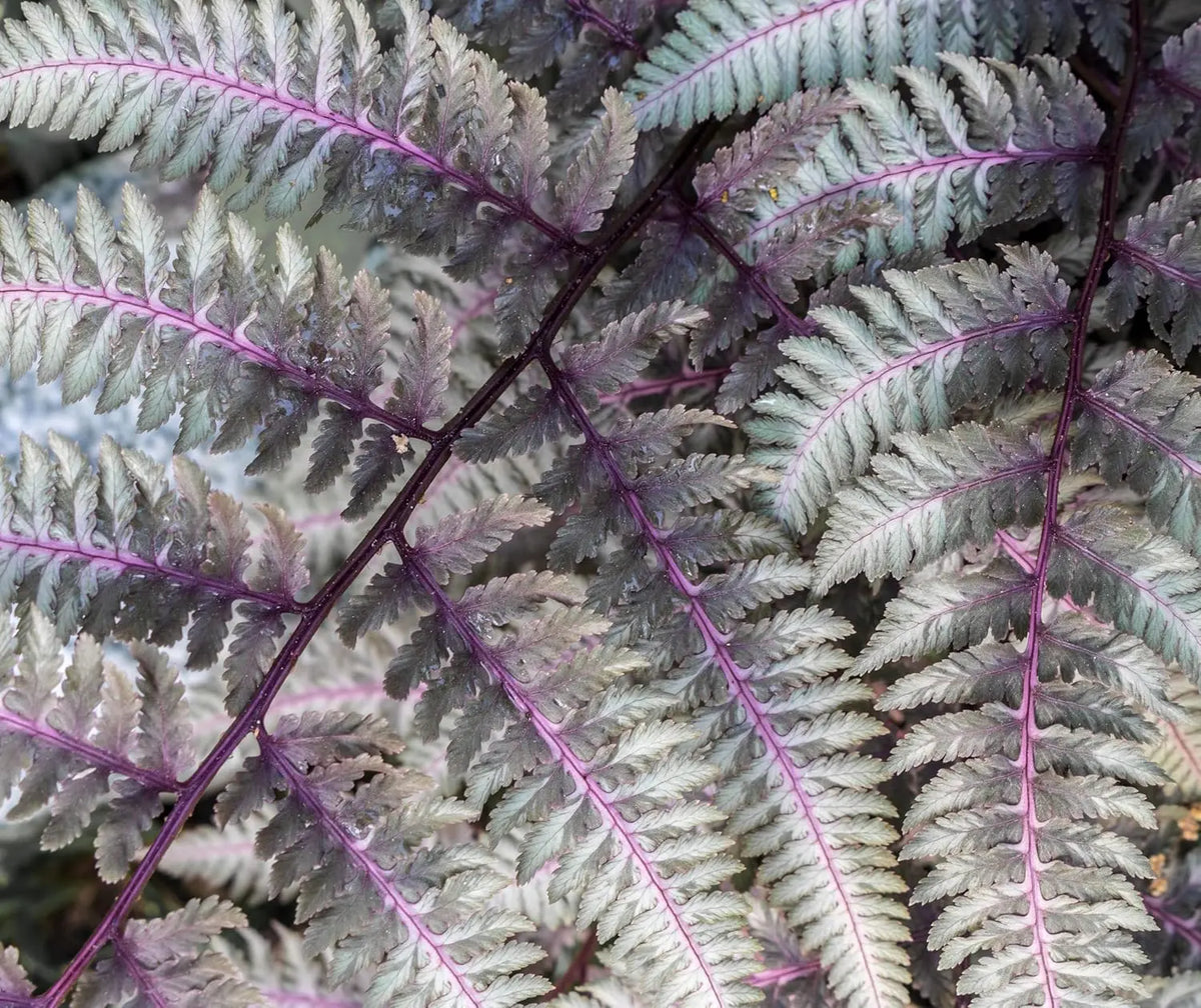Regenbogenfarn Athyrium niponicum ‚Burgundy Lace‘ von Stauden Gänge mit silbrigen, burgunderfarbenen Blättern, im Garten.