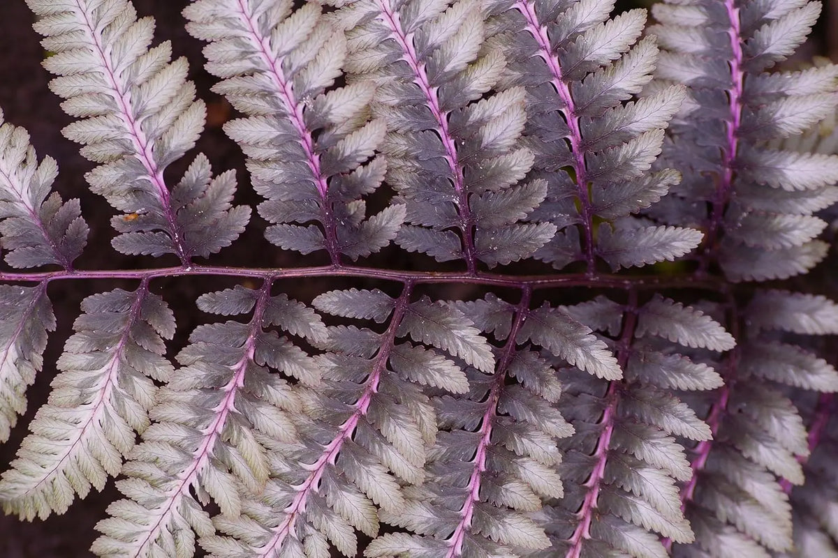 Regenbogenfarn Athyrium niponicum ‚Burgundy Lace‘ von Stauden Gänge mit silbergrünen und burgunderfarbenen Blättern