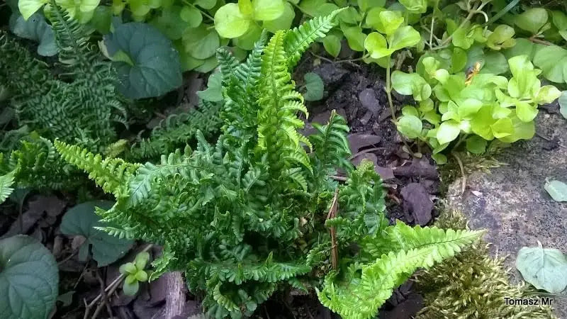 Krauser Goldschuppenfarn Dryopteris affinis 'Crispa Congesta' von Stauden Gänge, grüner Farn mit goldenen Schuppen, im Garten.