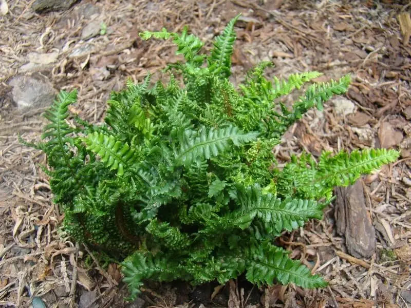 Krauser Goldschuppenfarn Dryopteris affinis 'Crispa Congesta' von Stauden Gänge, mit gefiederten, goldschuppigen Blättern.