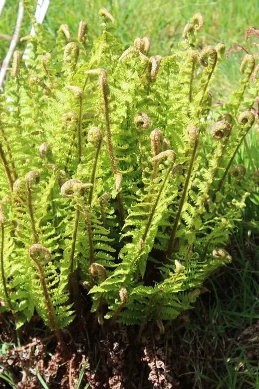 Gewellter Goldschuppenfarn Dryopteris affinis 'Crispa' von Stauden Gänge, mit gewellten, goldgelben Blättern.