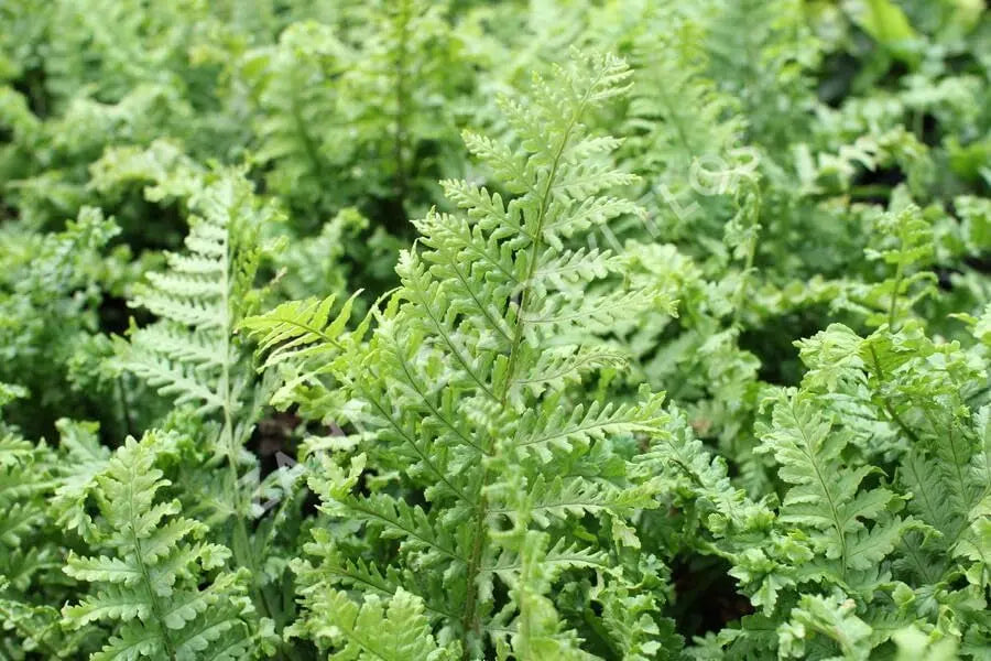 Gewellter Goldschuppenfarn Dryopteris affinis 'Crispa' von Stauden Gänge, grüner Farn mit gewellten Blättern.