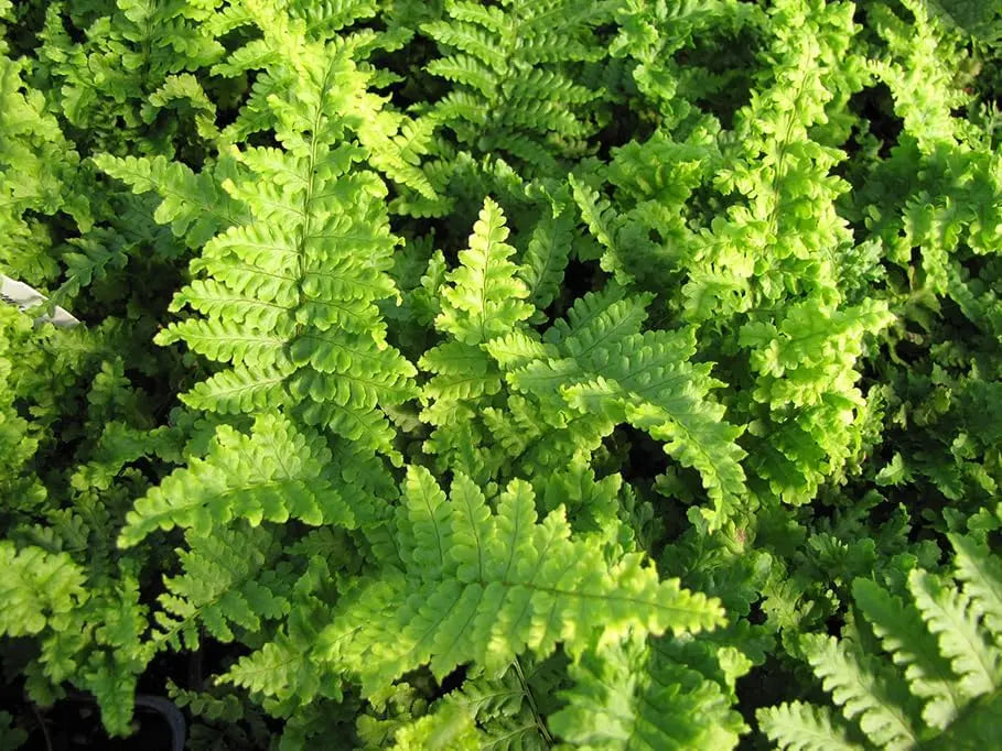 Dryopteris affinis 'Crispa' Goldschuppenfarn, gewellter Farn mit gefiederten Blättern, Stauden Gänge, Gartenpflanze