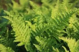 Dryopteris affinis 'Crispa' Goldschuppenfarn von Stauden Gänge, gewellte, grüne Farnblätter, im Garten.