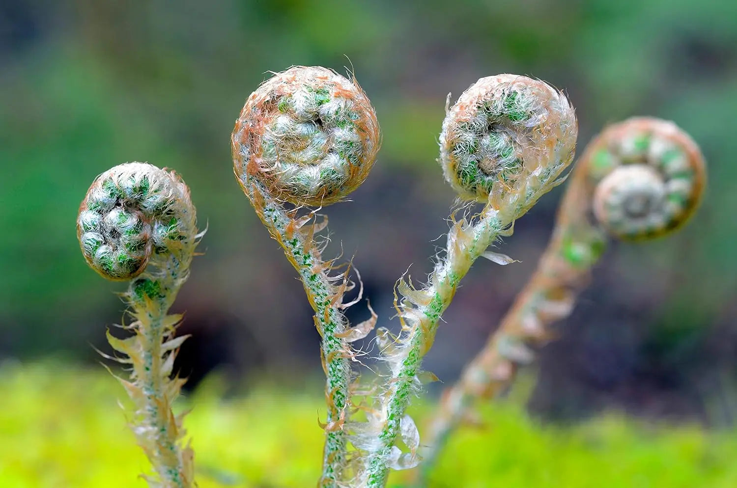 Dryopteris affinis, heimischer Goldschuppenfarn, grüner Farn mit goldenen Schuppen, Stauden Gänge, Gartenpflanze