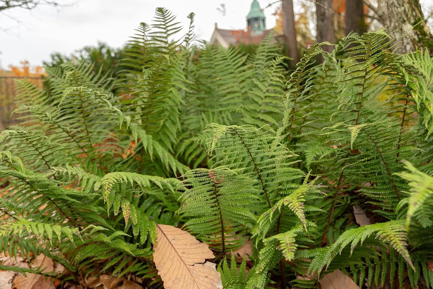 Dryopteris affinis Heimischer Goldschuppenfarn von Stauden Gänge, grüner Farn mit goldenen Schuppen, perfekt für Garten und Balkon.