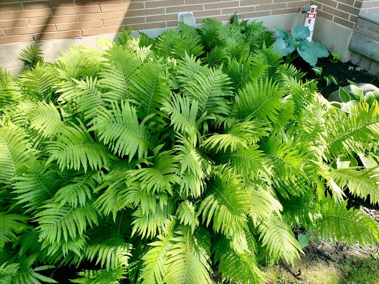 Matteuccia struthiopteris Trichterfarn von Stauden Gänge, grüner Farn mit gefiederten Blättern, ideal für Garten und Balkon.