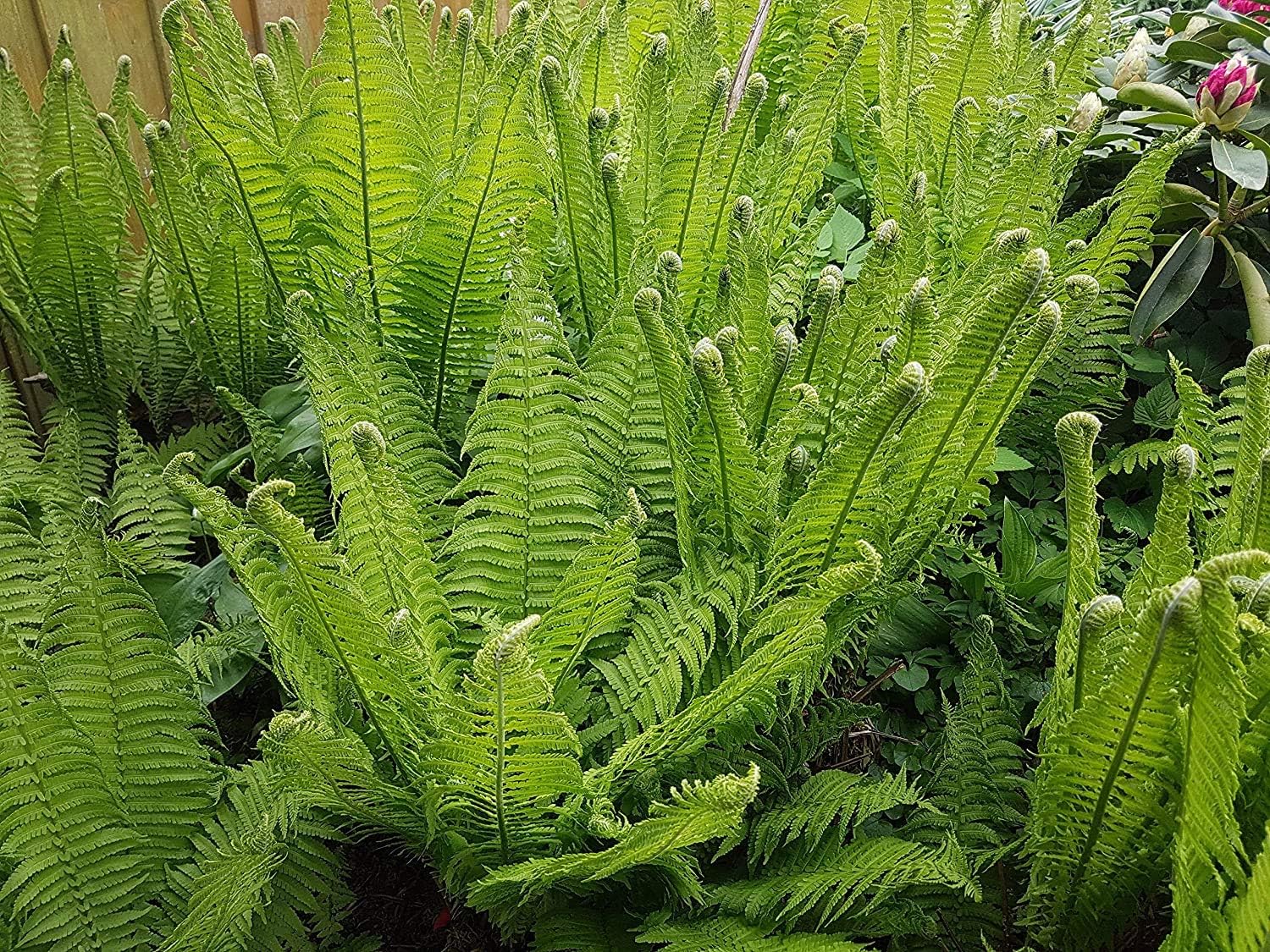 Matteuccia struthiopteris, Stauden Gänge Trichterfarn mit grünen, gefiederten Farnblättern, ideal für Garten und Balkon.