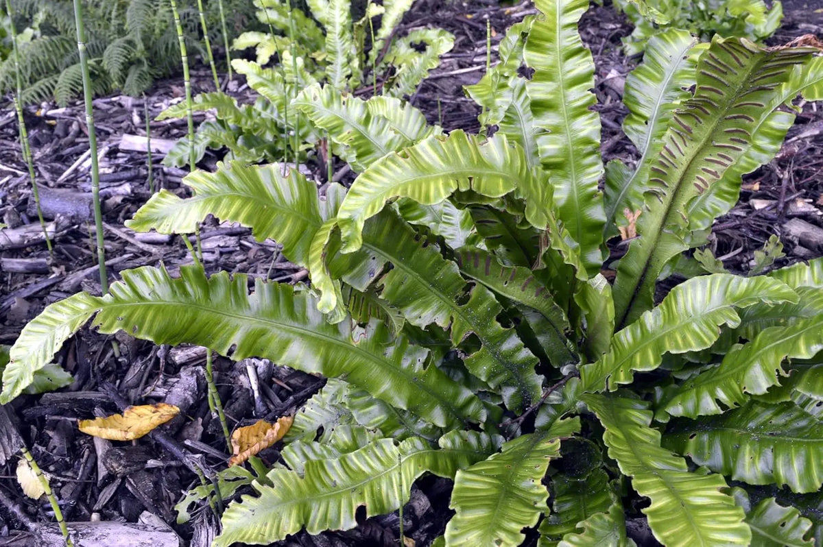 Hirschzungenfarn Phyllitis scolopendrium 'Angustifolium' von Stauden Gänge mit langen grünen Farnwedeln auf dunklem Hintergrund